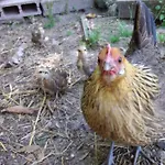 Frühstückspension Podere Legnotorto 3*