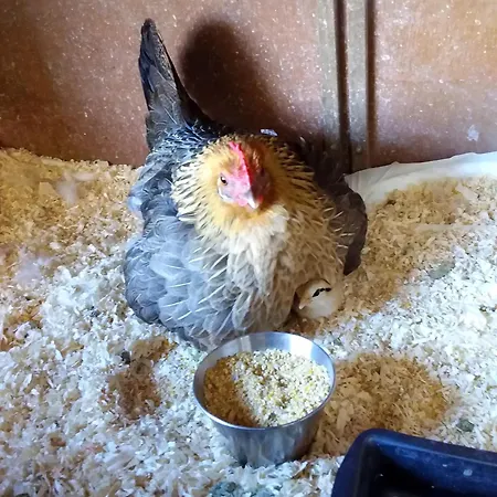Frühstückspension Podere Legnotorto 3*
