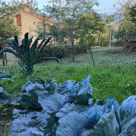 Bed & Breakfast Podere Legnotorto Castel del Piano (Tuscany)